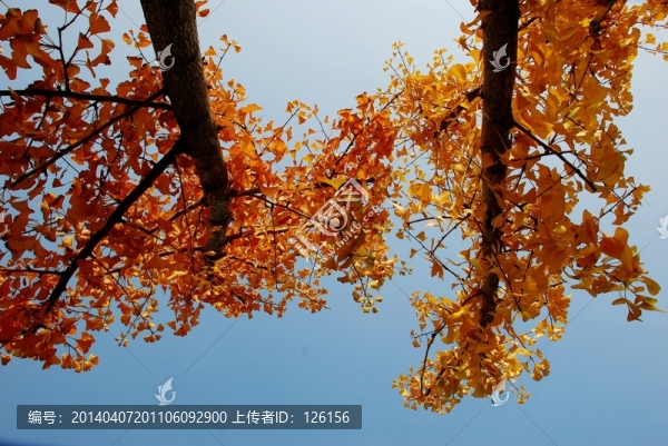 金色銀杏樹