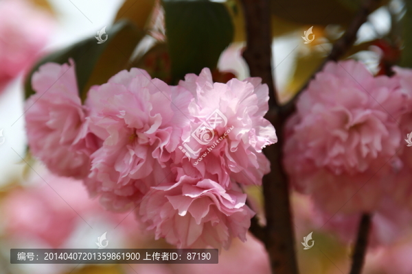 櫻花