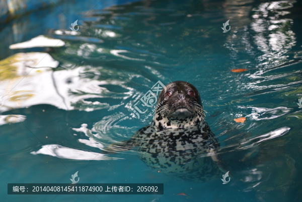 海獅