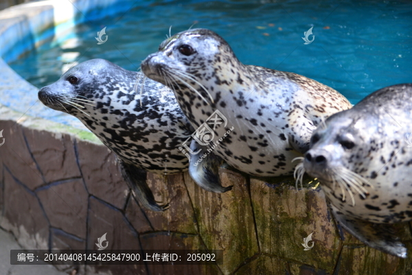 海獅