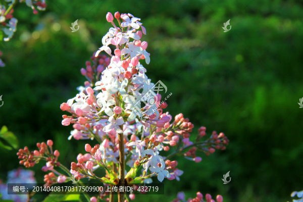 丁香花