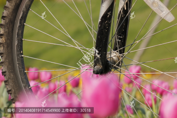 郁金香與自行車(chē)
