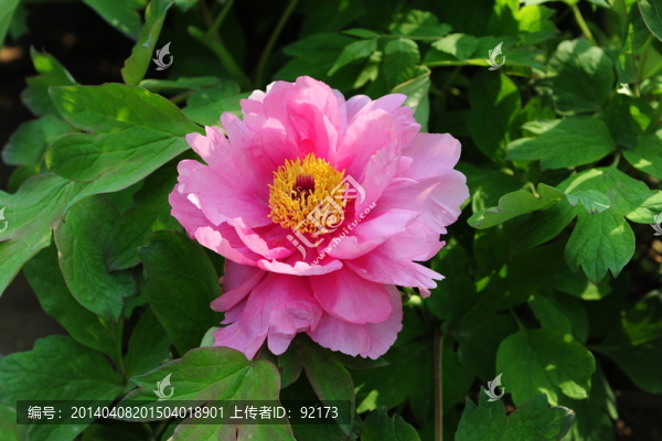 牡丹