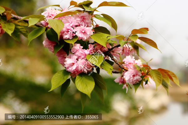 櫻花