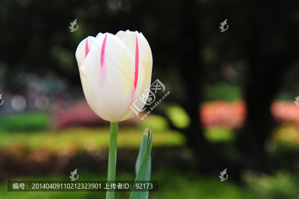 郁金香