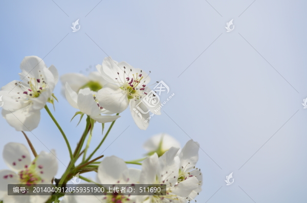 綻放的梨花