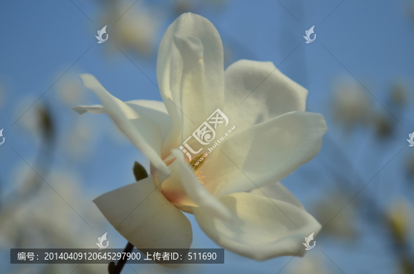 玉蘭花
