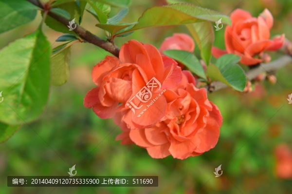 海棠花