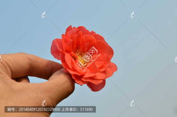 海棠花