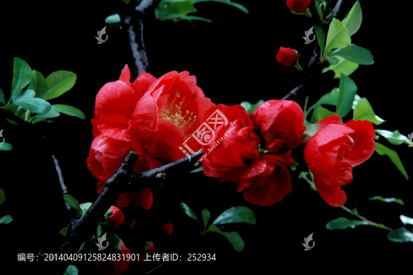 海棠花