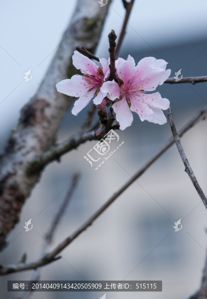 l兩朵粉紅色的桃花