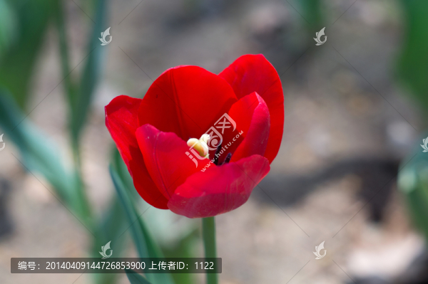 郁金香