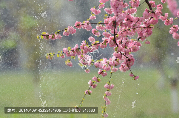 花樣年華,粉色的浪漫