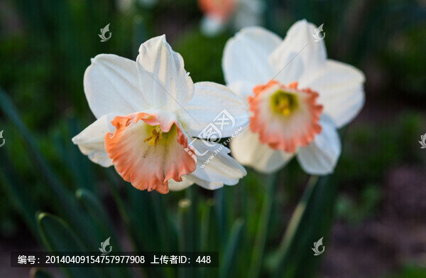 花卉