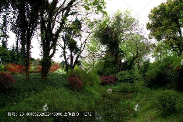 叢林