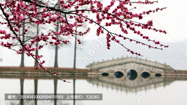 東湖梅花
