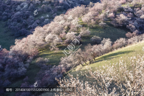 野杏樹