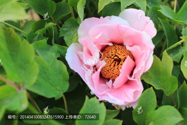 牡丹