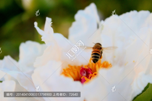 蜜蜂采蜜
