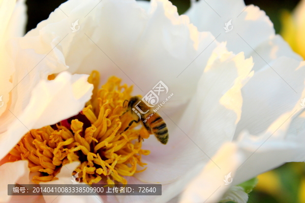 蜜蜂采蜜