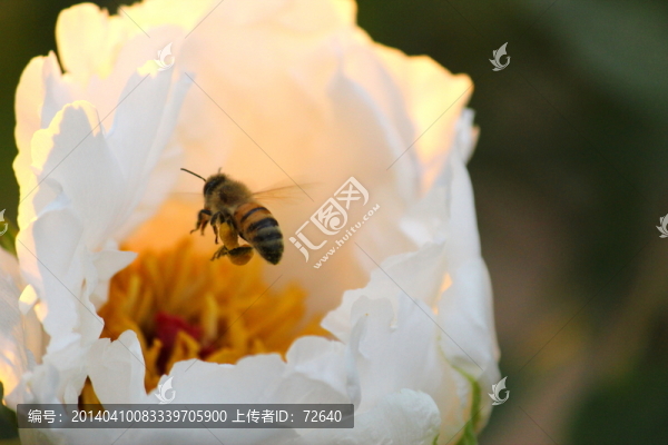 牡丹