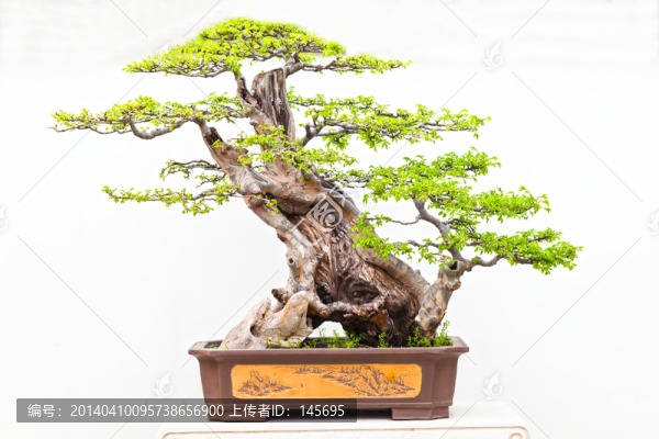 盆景藝術(shù)