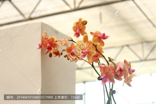 蝴蝶蘭