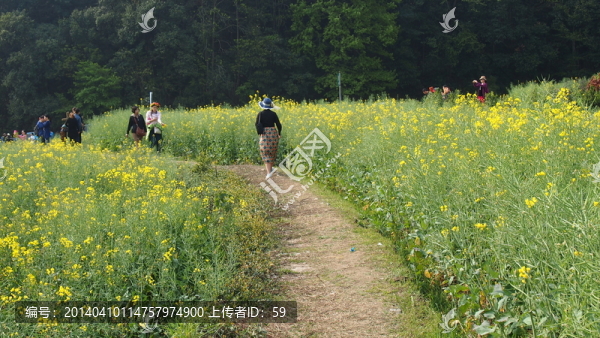 田間小路