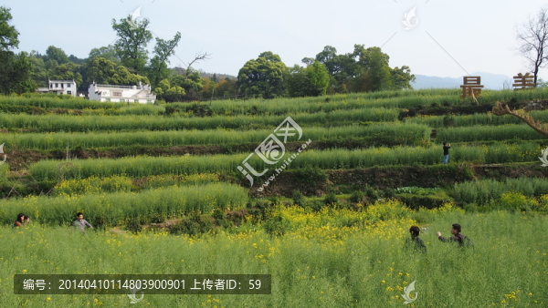 婺源油菜