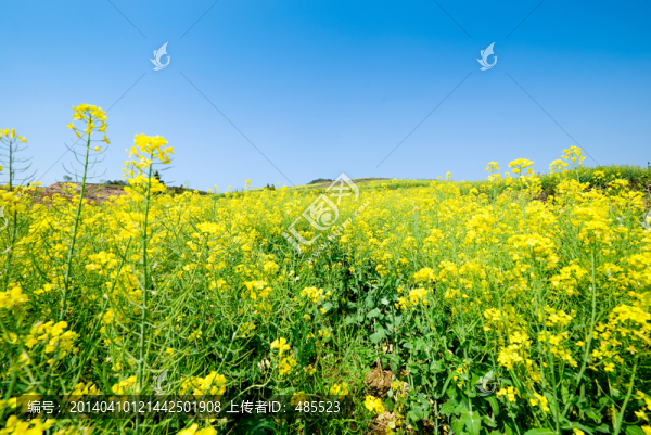 安徽石潭油菜花