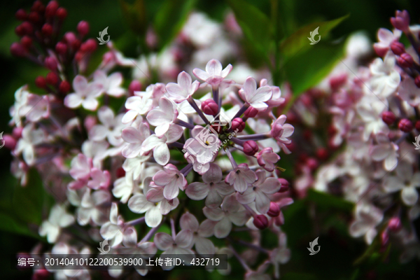 盛開的丁香花素材