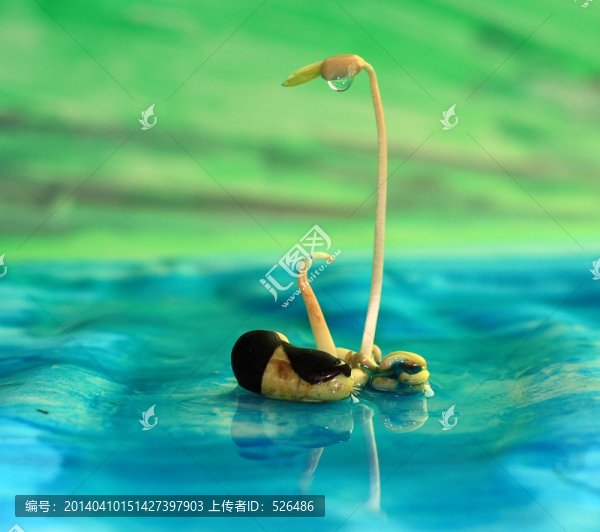 豆戀