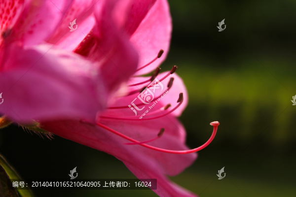 杜鵑花姿