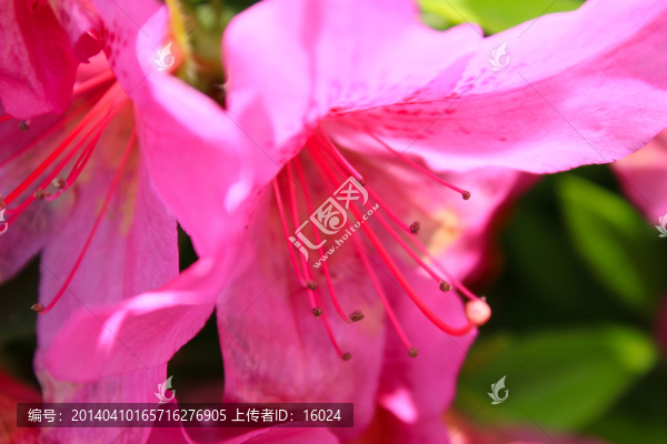 杜鵑花