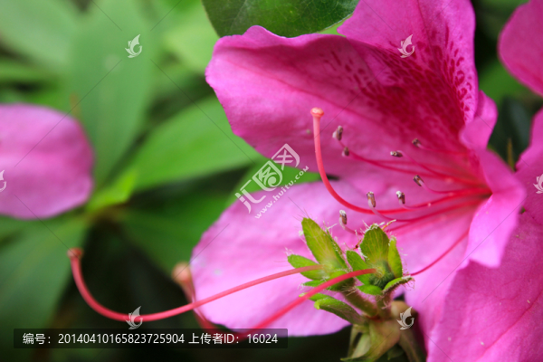 杜鵑花