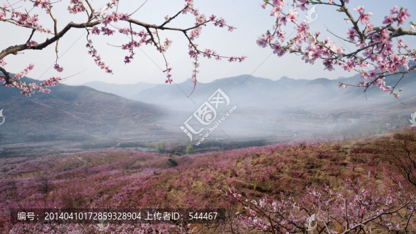 桃花風(fēng)景