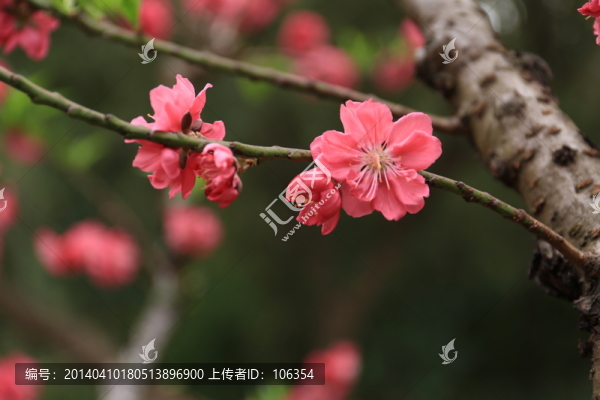 桃花