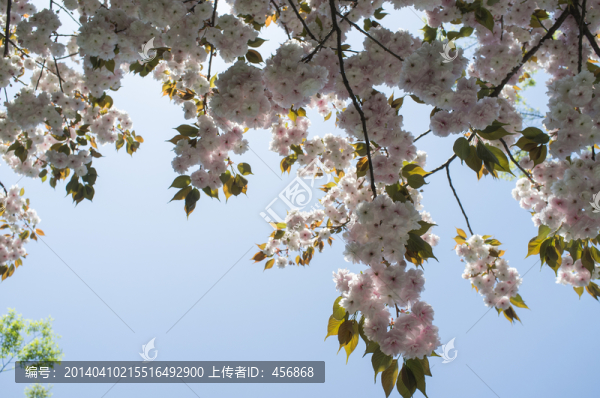 櫻花