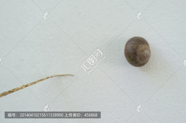 蝸牛殼