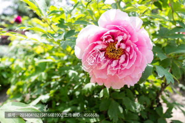 牡丹花