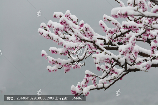 桃花雪