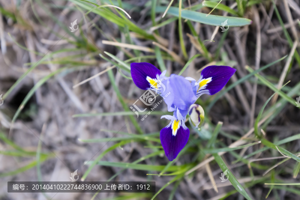 馬蘭花