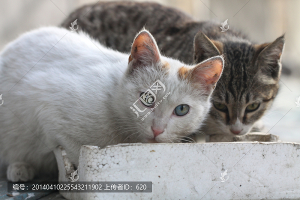 貓