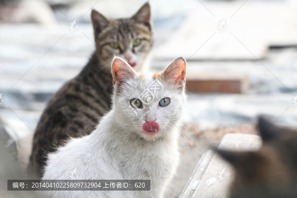 貓