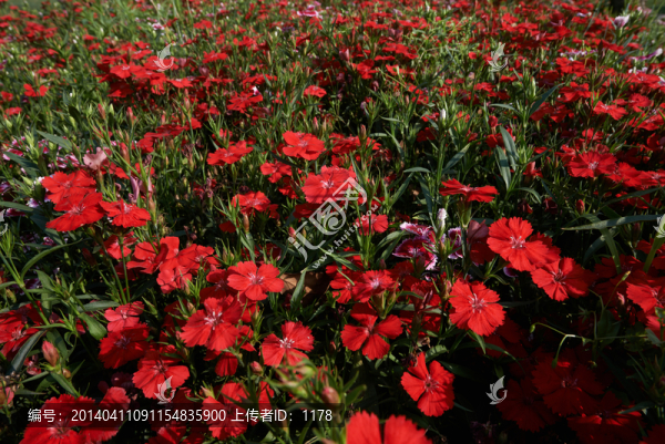 鮮花