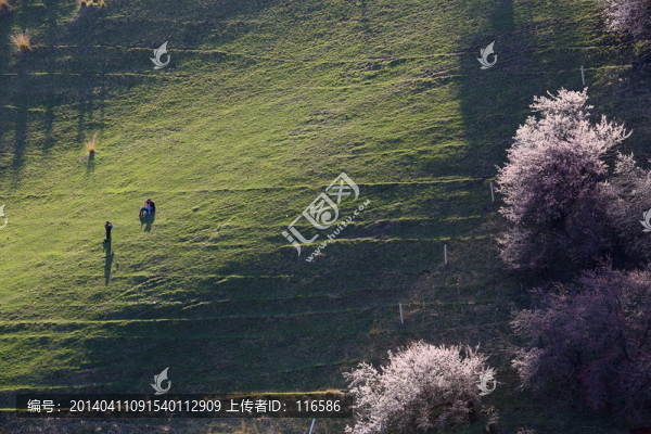 伊犁杏花溝