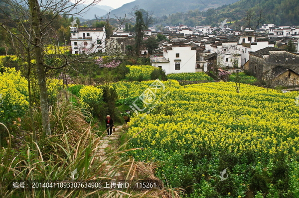 田埂油菜花