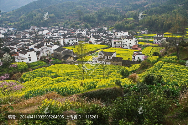 山坡油菜花