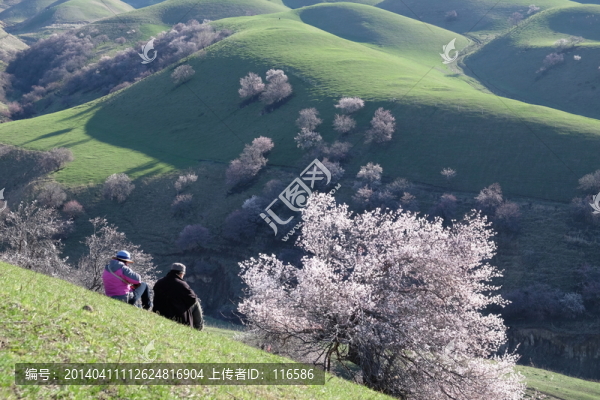 伊犁杏花溝