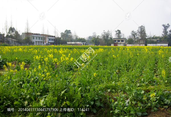 油菜花田